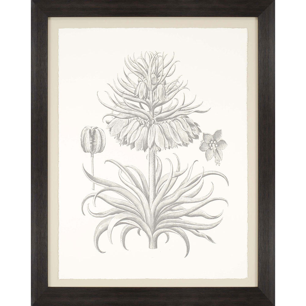 Sepia Corona Botanical Brown Frame Print Living Room Wall Art