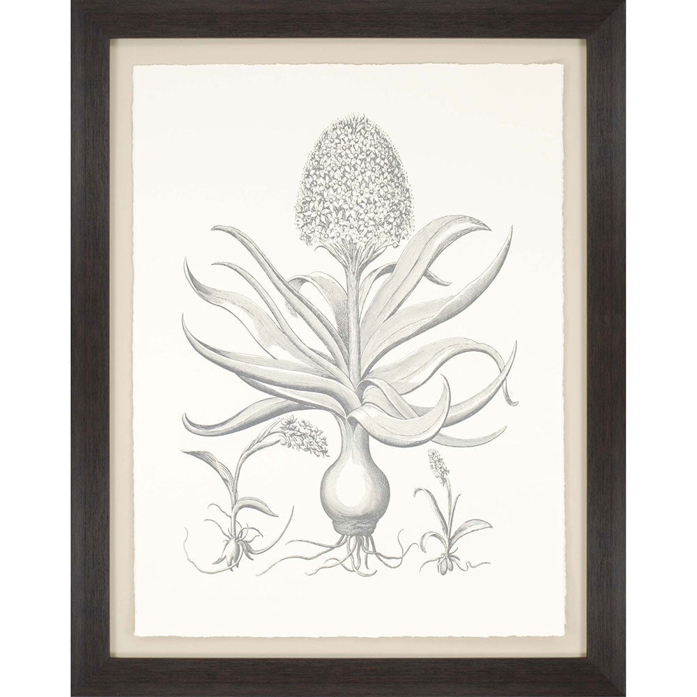 Hyacinthus Sepia Botanical Brown Frame Print Wall Art